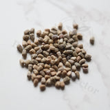 Euphorbia huttonae Seeds — Euphorbia — 2026 seed listing — 1 Seed — image 1: loose seeds displayed on a light background