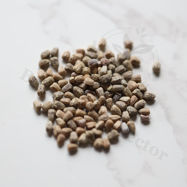 Euphorbia huttonae Seeds — Euphorbia — 2026 seed listing — 1 Seed — image 1: loose seeds displayed on a light background