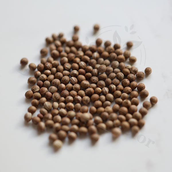 Euphorbia buruana Seeds — Euphorbia — 2026 seed listing — 1 Seed — image 1: loose seeds displayed on a light background
