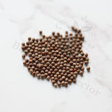 Euphorbia squarrosa Seeds — Euphorbia — 2026 seed listing — 1 Seed — image 1: loose seeds displayed on a light background