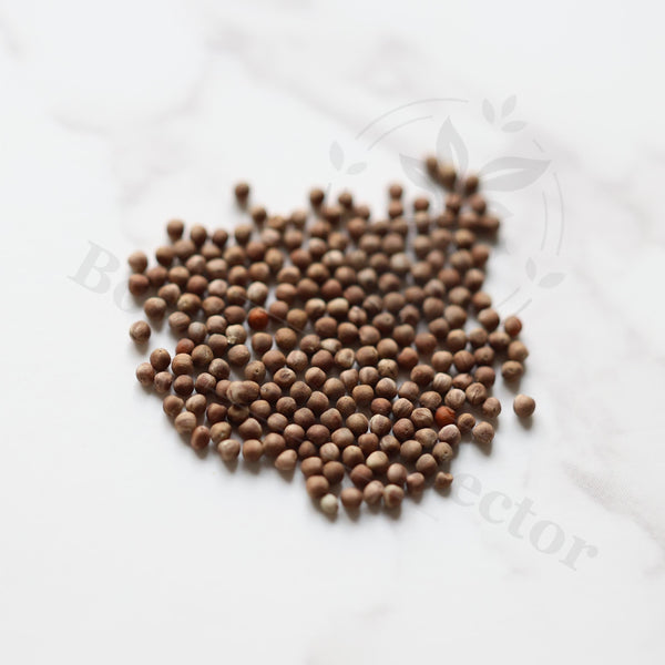 Euphorbia squarrosa Seeds — Euphorbia — 2026 seed listing — 1 Seed — image 1: loose seeds displayed on a light background