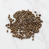 Euphorbia waringiae Seeds — Euphorbia — 2026 seed listing — 1 Seed — image 1: loose seeds displayed on a light background