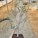 Euphorbia agatheae