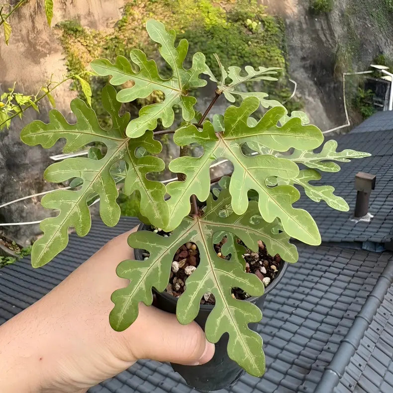 Adenia sp.nova