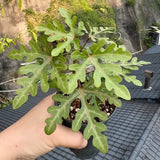 Adenia sp.nova