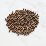 Euphorbia aff.actinoclada Seeds — Euphorbia — 2026 seed listing — 1 Seed — image 1: loose seeds displayed on a light background