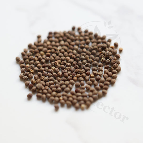 Euphorbia aff.actinoclada Seeds — Euphorbia — 2026 seed listing — 1 Seed — image 1: loose seeds displayed on a light background