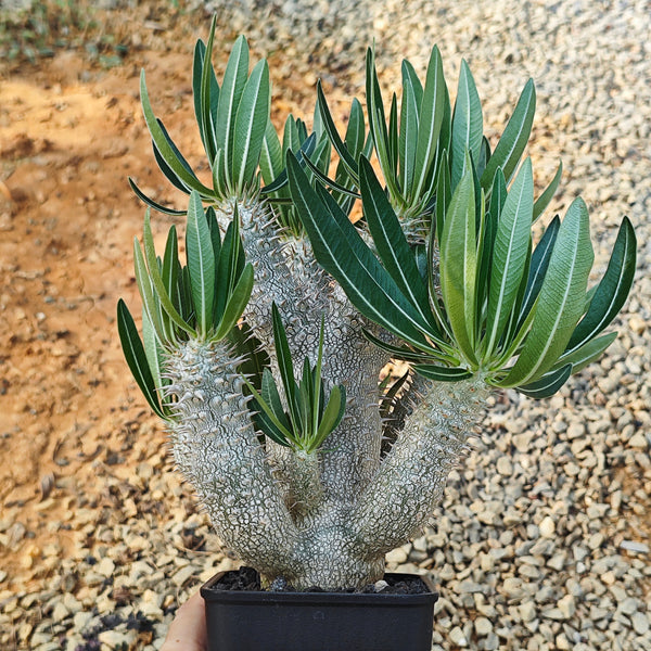 Pachypodium inopinatum