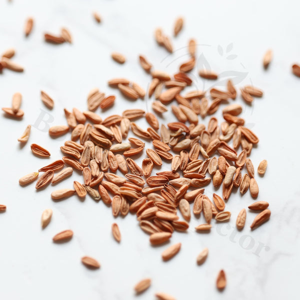Pachypodium eburneum Seeds — Pachypodium — 2026 seed listing — 1 Seed — image 1: loose seeds displayed on a light background