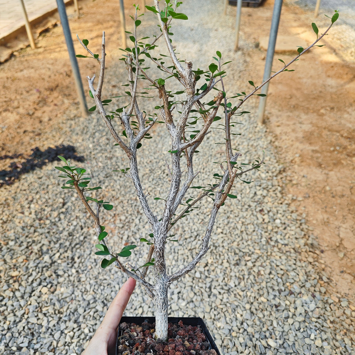 Euphorbia agatheae