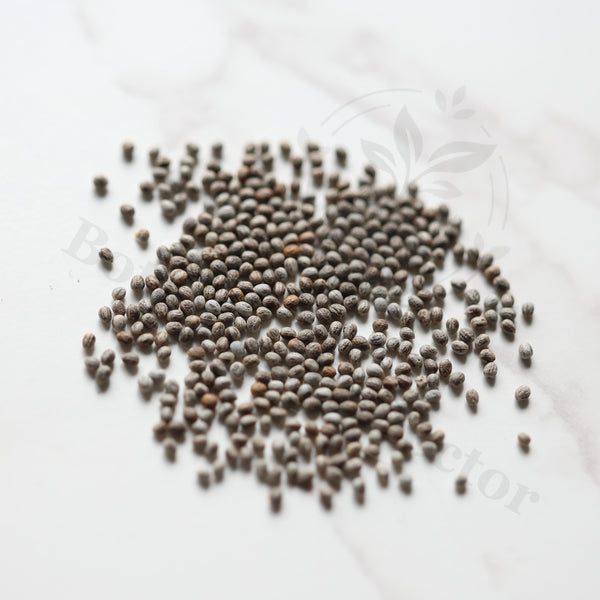 Euphorbia corniculata Seeds — Euphorbia — 2026 seed listing — 1 Seed — image 1: loose seeds displayed on a light background