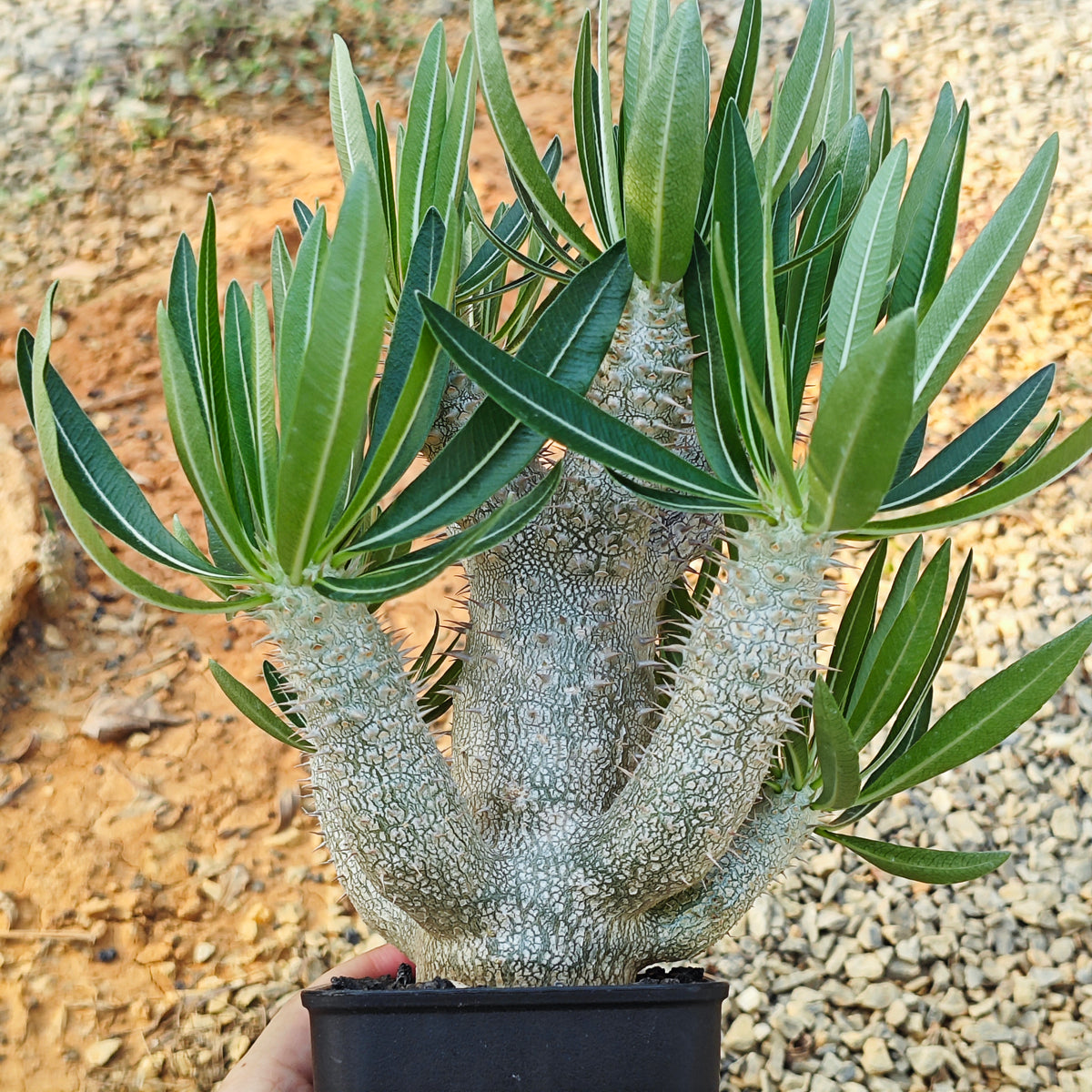 Pachypodium inopinatum