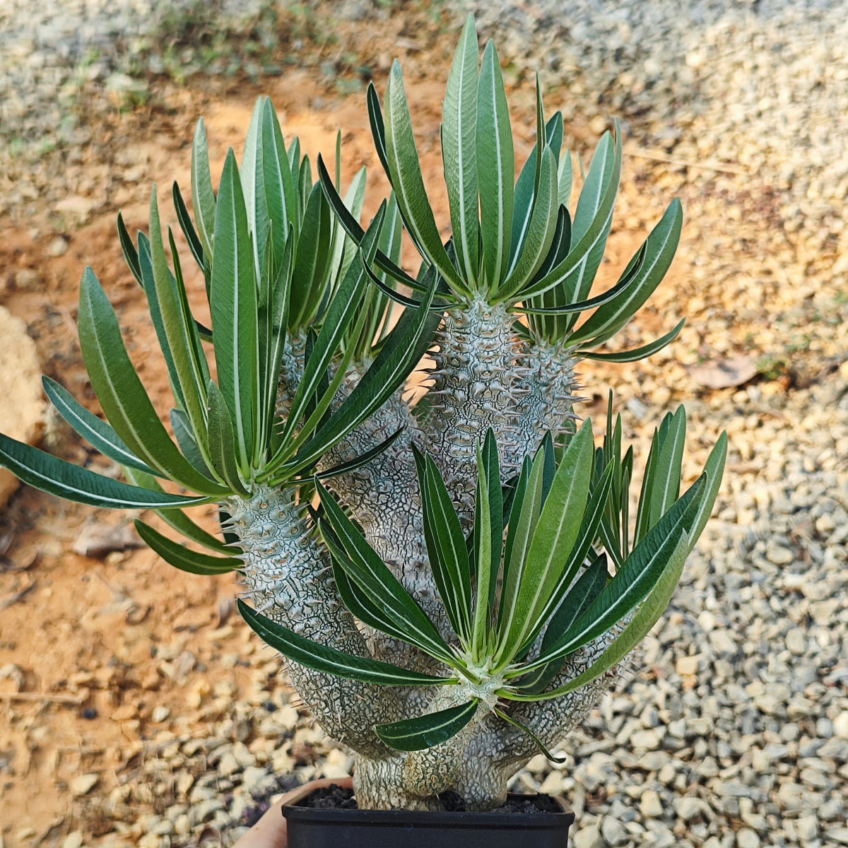 Pachypodium inopinatum