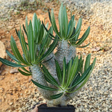 Pachypodium inopinatum
