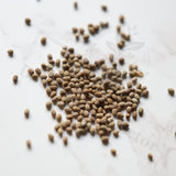Euphorbia ankarensis Seeds — Euphorbia — 2026 seed listing — 1 Seed — image 1: loose seeds displayed on a light background