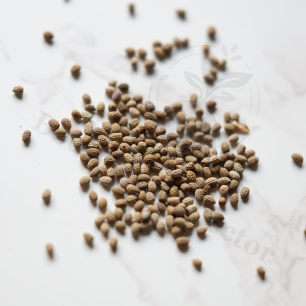 Euphorbia ankarensis Seeds — Euphorbia — 2026 seed listing — 1 Seed — image 1: loose seeds displayed on a light background