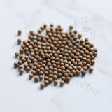 Euphorbia knobelii Seeds — Euphorbia — 2026 seed listing — 1 Seed — image 1: loose seeds displayed on a light background