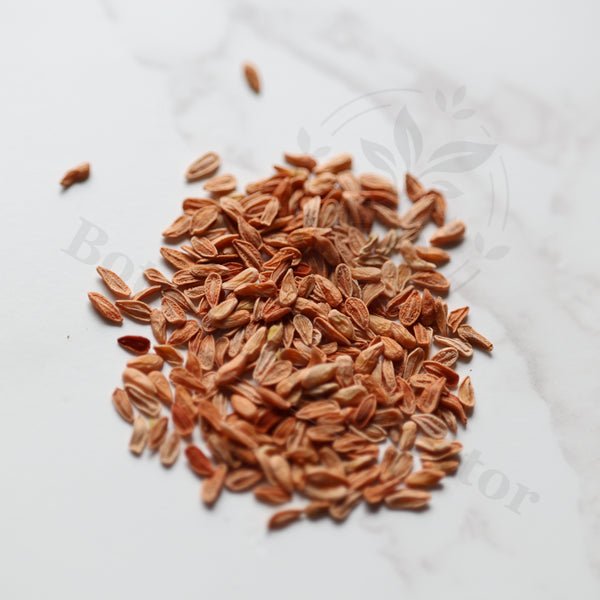 Pachypodium enigmaticum Seeds — Pachypodium — 2026 seed listing — 1 Seed — image 1: loose seeds displayed on a light background