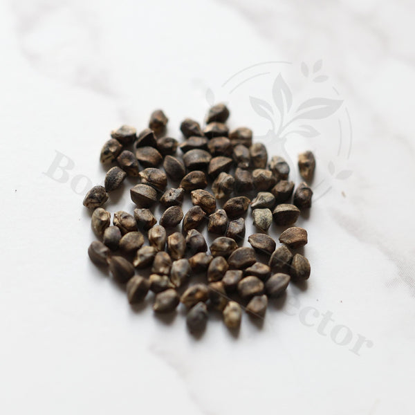 Euphorbia heterodoxa Seeds — Euphorbia — 2026 seed listing — 1 Seed — image 1: loose seeds displayed on a light background
