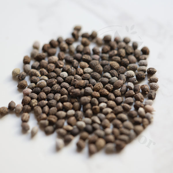 Euphorbia multifolia Seeds — Euphorbia — 2026 seed listing — 1 Seed — image 1: loose seeds displayed on a light background