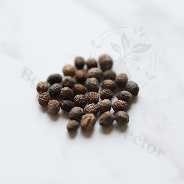 Euphorbia cremersii Seeds — Euphorbia — 2026 seed listing — 1 Seed — image 1: loose seeds displayed on a light background