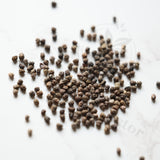 Euphorbia gamkensis Seeds — Euphorbia — 2026 seed listing — 1 Seed — image 1: loose seeds displayed on a light background