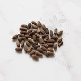 Monadenium ellenbeckii Seeds — Monadenium — 2026 seed listing — 1 Seed — image 1: loose seeds displayed on a light background