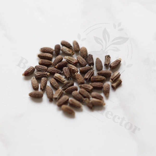 Monadenium ellenbeckii Seeds — Monadenium — 2026 seed listing — 1 Seed — image 1: loose seeds displayed on a light background