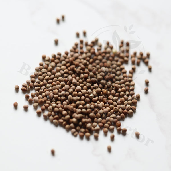 Euphorbia stellata Seeds — Euphorbia — 2026 seed listing — 1 Seed — image 1: loose seeds displayed on a light background