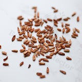 Pachypodium inopinatum Seeds — Pachypodium — 2026 seed listing — 1 Seed — image 1: loose seeds displayed on a light background