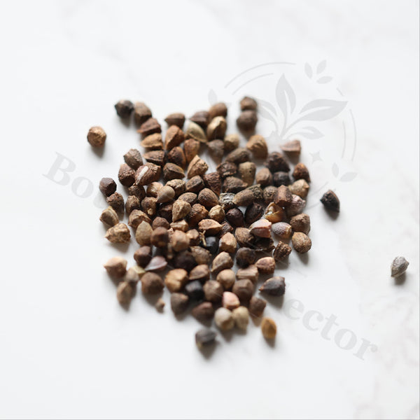 Euphorbia planiceps Seeds — Euphorbia — 2026 seed listing — 1 Seed — image 1: loose seeds displayed on a light background