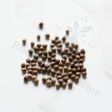 Euphorbia susannae Seeds — Euphorbia — 2026 seed listing — 1 Seed — image 1: loose seeds displayed on a light background