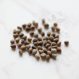 Euphorbia parvimedusae hyb Seeds — Euphorbia — 2026 seed listing — 1 Seed — image 1: loose seeds displayed on a light background