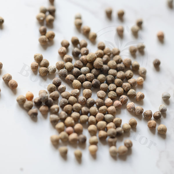 Euphorbia monteiroi ssp monteiroi Seeds — Euphorbia — 2026 seed listing — 1 Seed — image 1: loose seeds displayed on a light background