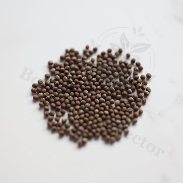 Euphorbia sp. nov. ‘Montepuez’ Seeds — Euphorbia — 2026 seed listing — 1 Seed — image 1: loose seeds displayed on a light background