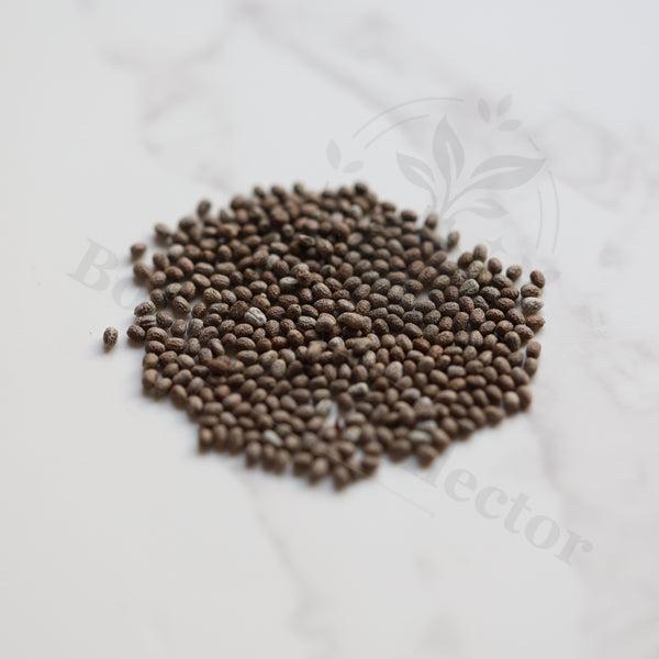 Euphorbia ramulosa Seeds — Euphorbia — 2026 seed listing — 1 Seed — image 1: loose seeds displayed on a light background