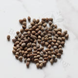 Euphorbia moratii Seeds — Euphorbia — 2026 seed listing — 1 Seed — image 1: loose seeds displayed on a light background
