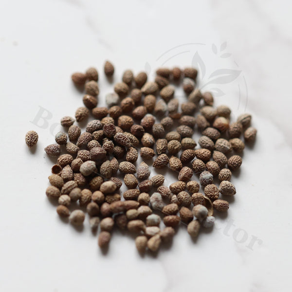 Euphorbia moratii Seeds — Euphorbia — 2026 seed listing — 1 Seed — image 1: loose seeds displayed on a light background
