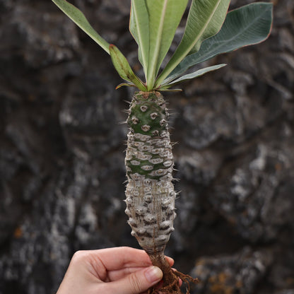 Euphorbia pachypodioides