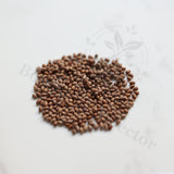Euphorbia louwii Seeds — Euphorbia — 2026 seed listing — 1 Seed — image 1: loose seeds displayed on a light background