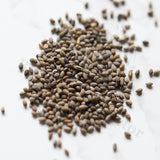 Euphorbia ramena Seeds — Euphorbia — 2026 seed listing — 1 Seed — image 1: loose seeds displayed on a light background