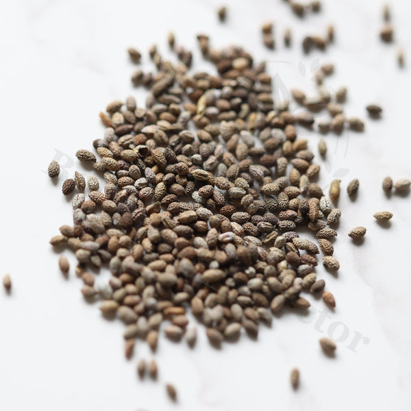 Euphorbia ramena Seeds — Euphorbia — 2026 seed listing — 1 Seed — image 1: loose seeds displayed on a light background