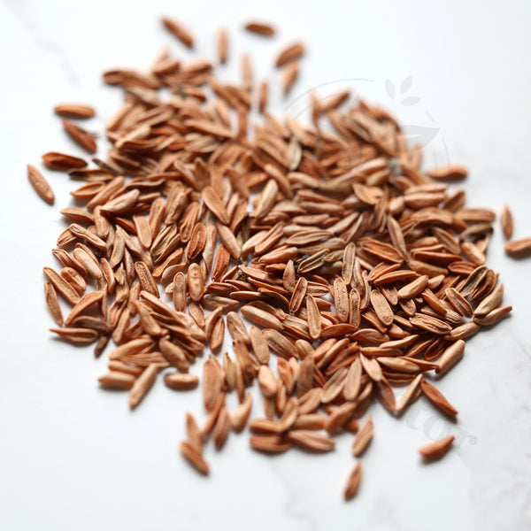 Pachypodium rosulatum var. gracilius Seeds — Pachypodium — 2026 seed listing — 1 Seed — image 1: loose seeds displayed on a light background