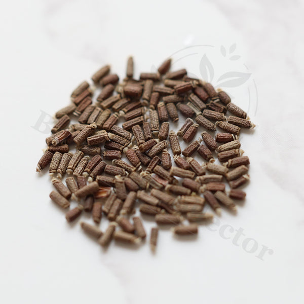 Euphorbia neoreflexa / Monadenium reflexum Seeds — Euphorbia — 2026 seed listing — 1 Seed — image 1: loose seeds displayed on a light background