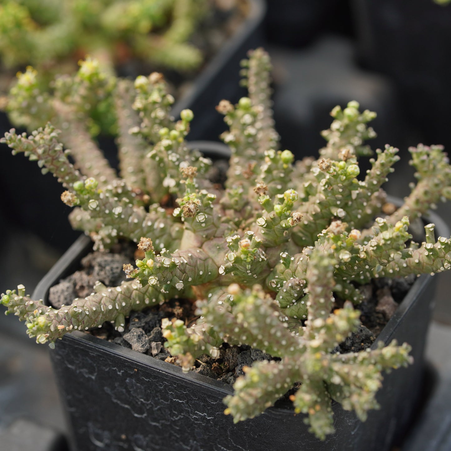 Euphorbia brevirama 5Pcs