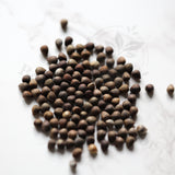 Euphorbia bupleurifolia Seeds — Euphorbia — 2026 seed listing — 1 Seed — image 1: loose seeds displayed on a light background