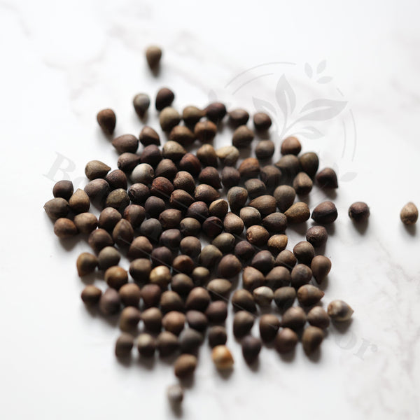 Euphorbia bupleurifolia Seeds — Euphorbia — 2026 seed listing — 1 Seed — image 1: loose seeds displayed on a light background