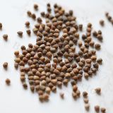 Euphorbia astrophora Seeds — Euphorbia — 2026 seed listing — 1 Seed — image 1: loose seeds displayed on a light background