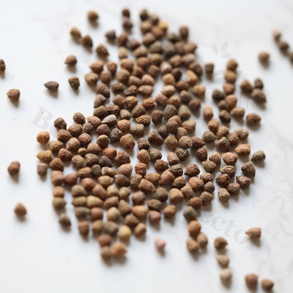 Euphorbia astrophora Seeds — Euphorbia — 2026 seed listing — 1 Seed — image 1: loose seeds displayed on a light background