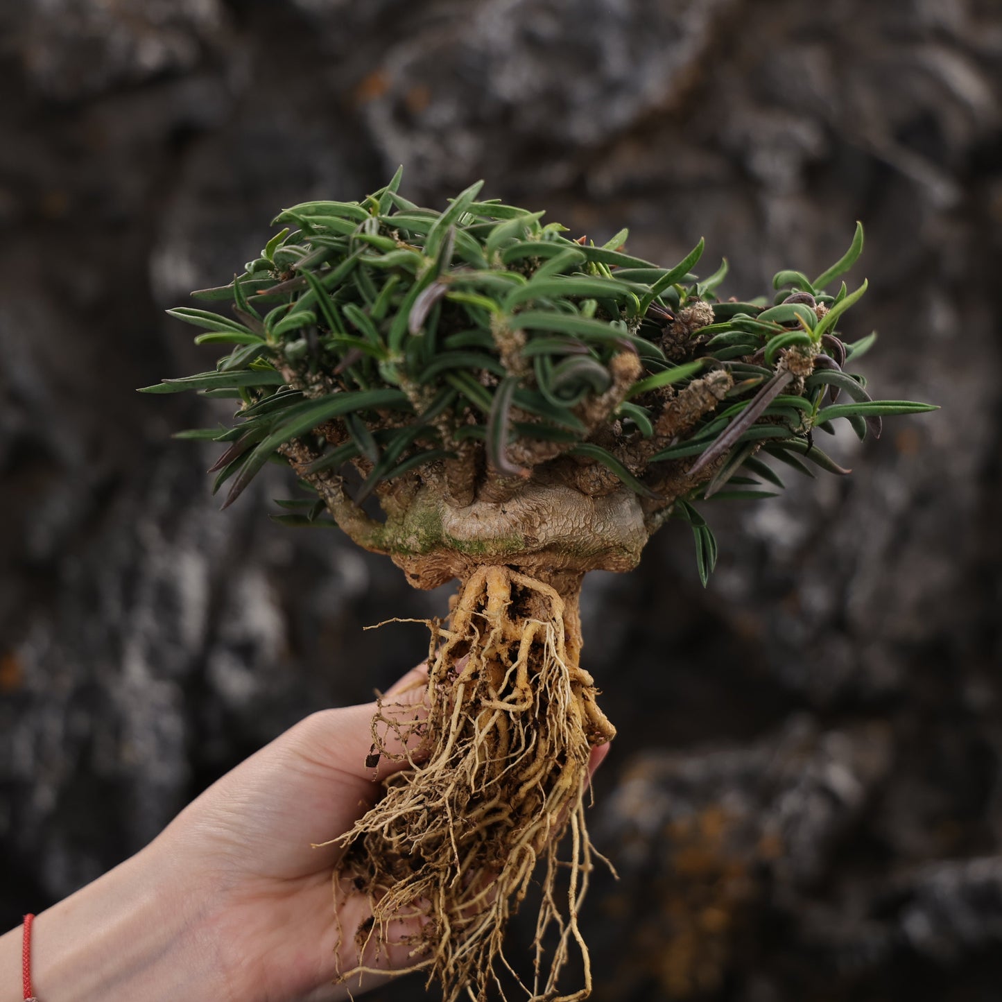 Euphorbia cylindrifolia ssp. tuberifera